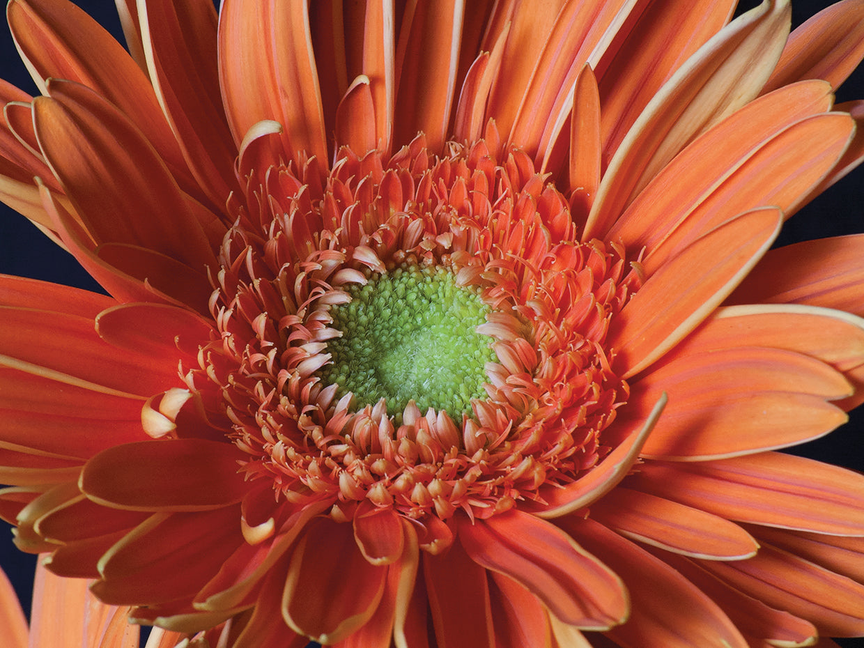 Gerber Daisy Close-up