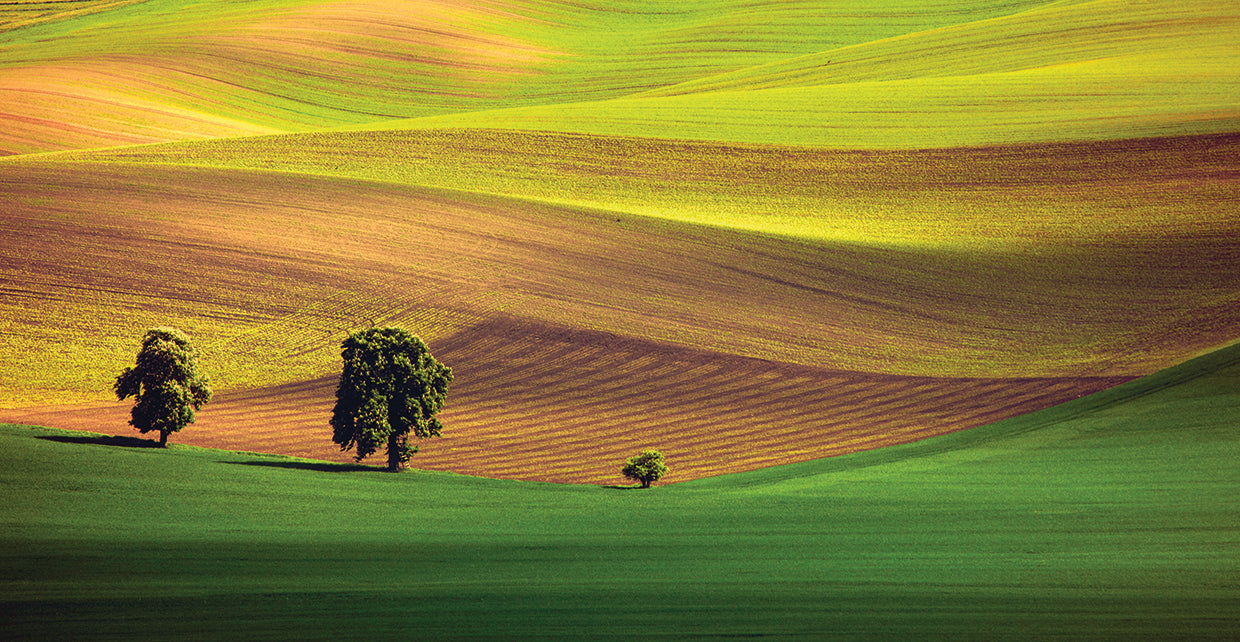 Moravia # 3 Arte de la Lona