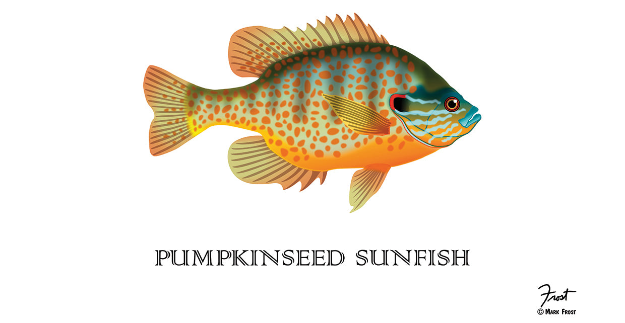 Pumpkinseed Sunfish