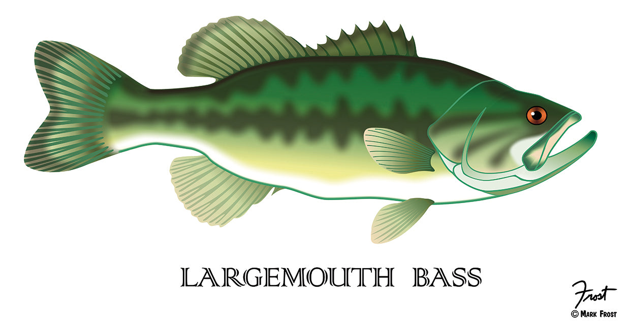 Largemouth Bass