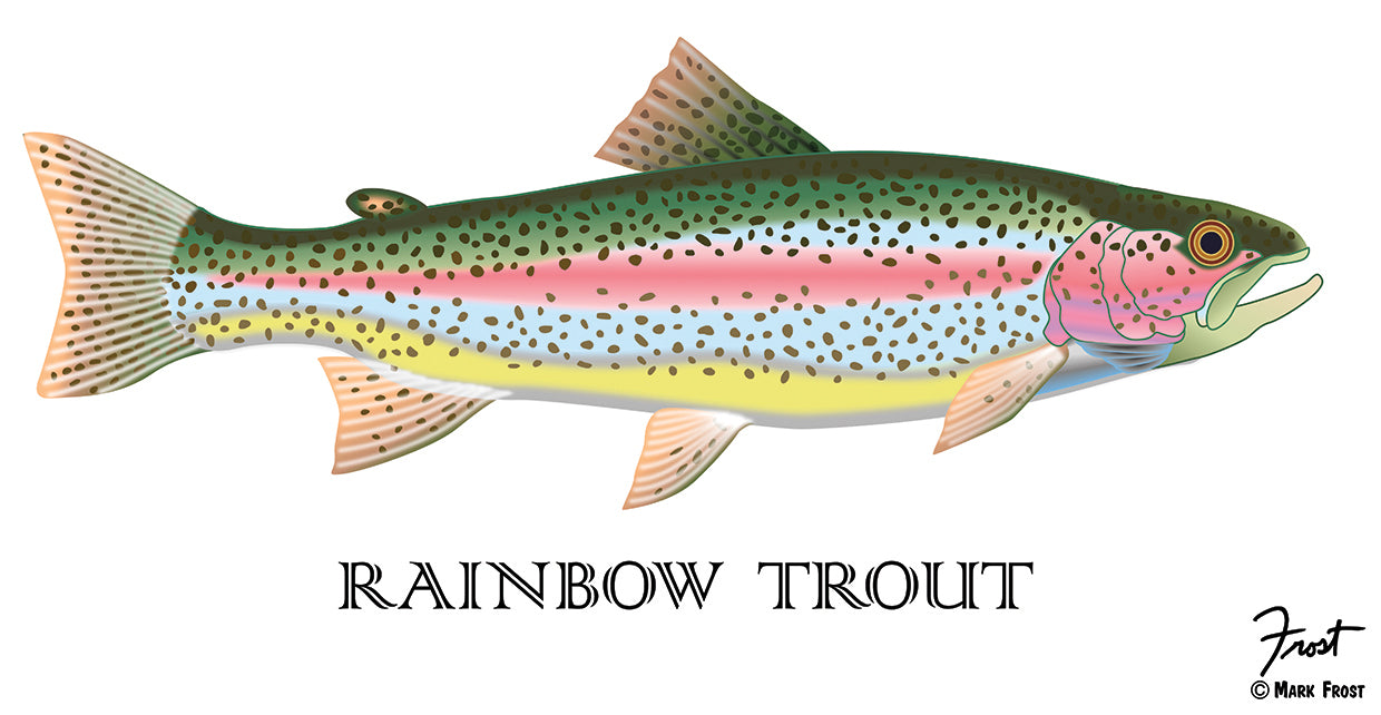 Rainbow Trout