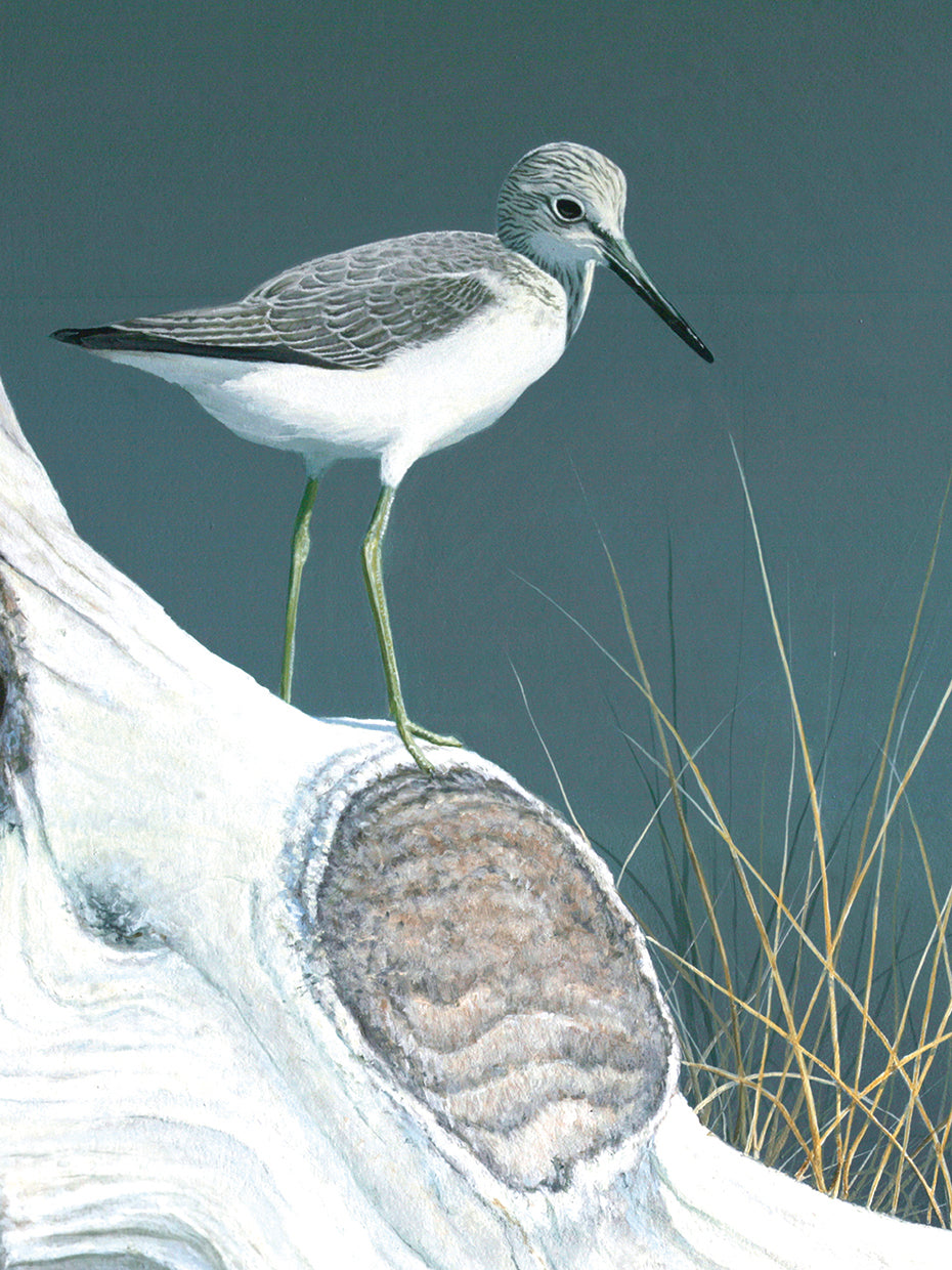 Greenshank en madera flotante Lienzo