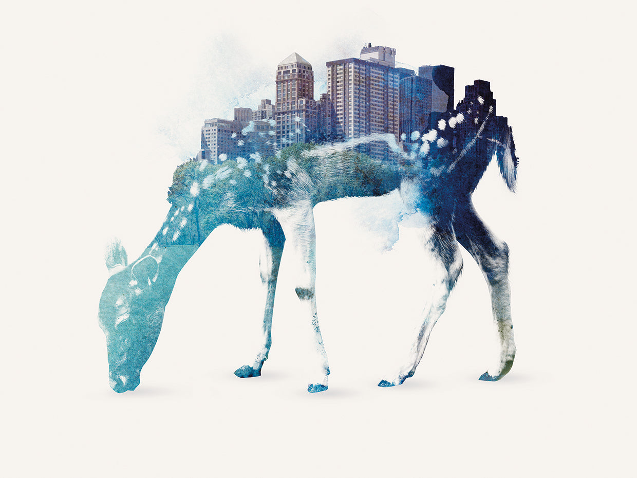 City Deer
