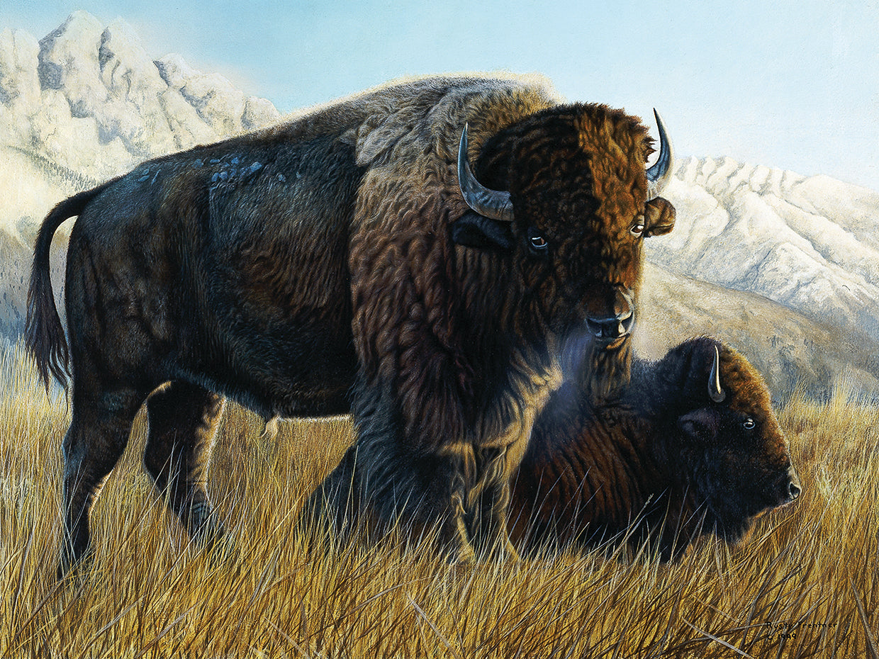 Resting Buffalo
