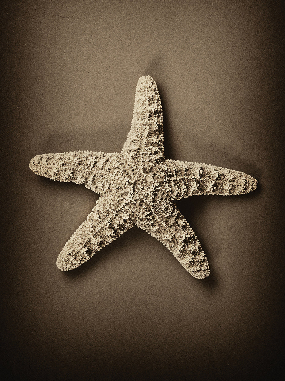 Starfish