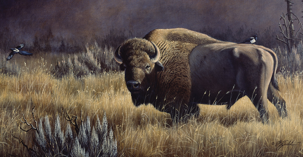 Bison And Magpies