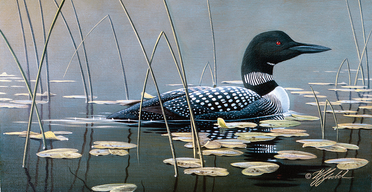 Loon In Reeds