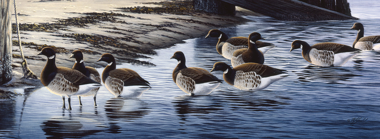 Brant Coming Ashore
