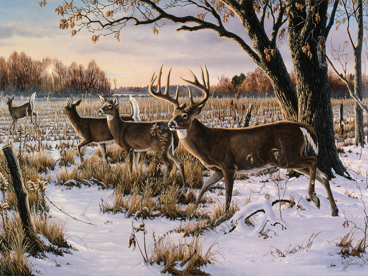 Cautious Crossing - Whitetails