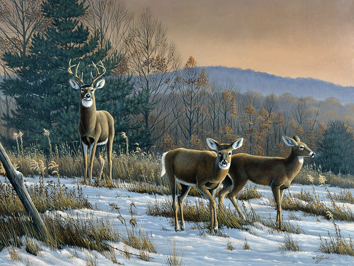 Prime Time - Whitetail Deer