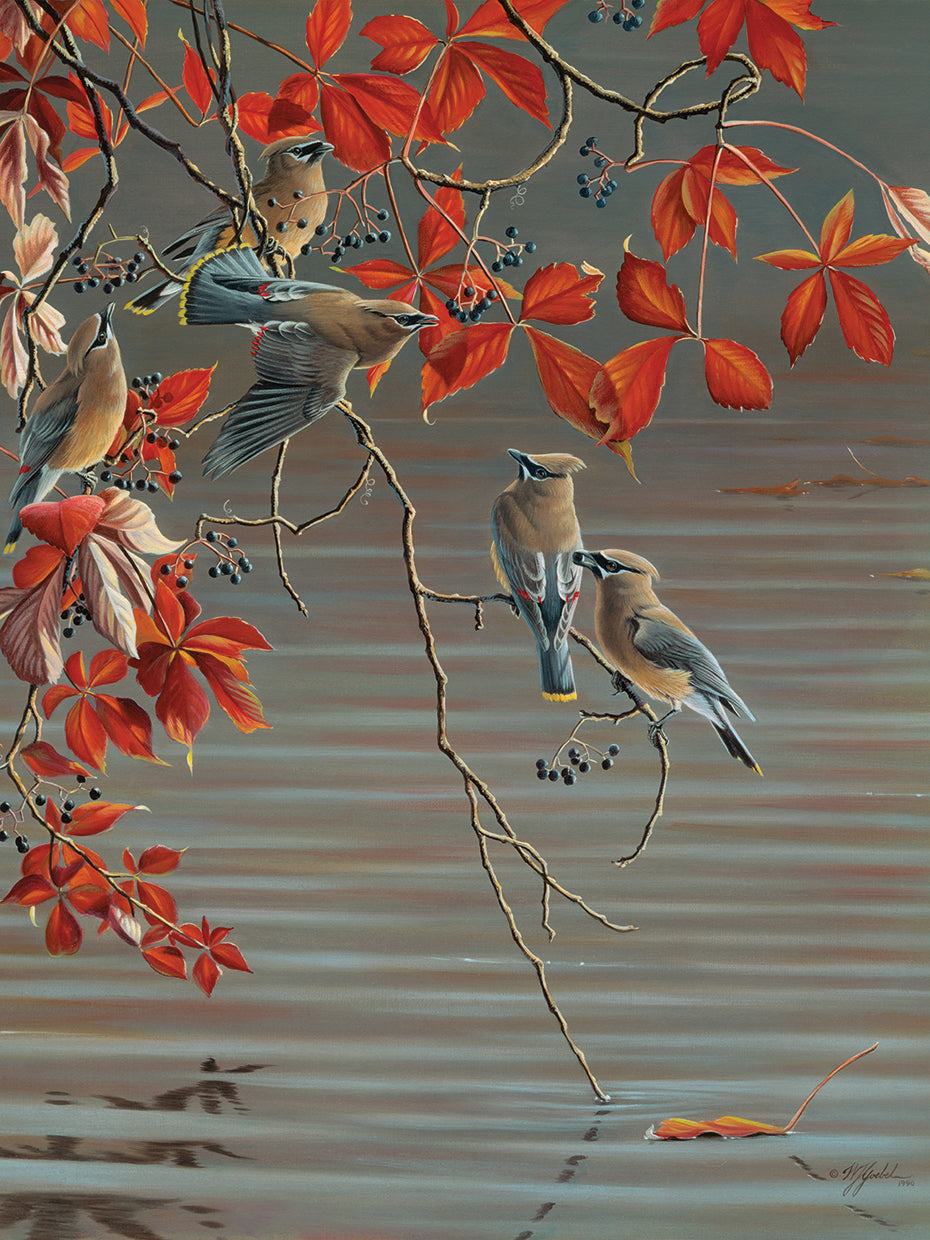 Autumn Harvest - Cedar Waxwing