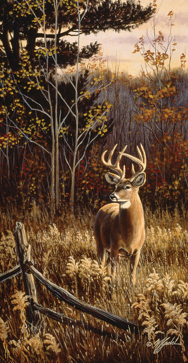 Autumn Whitetail