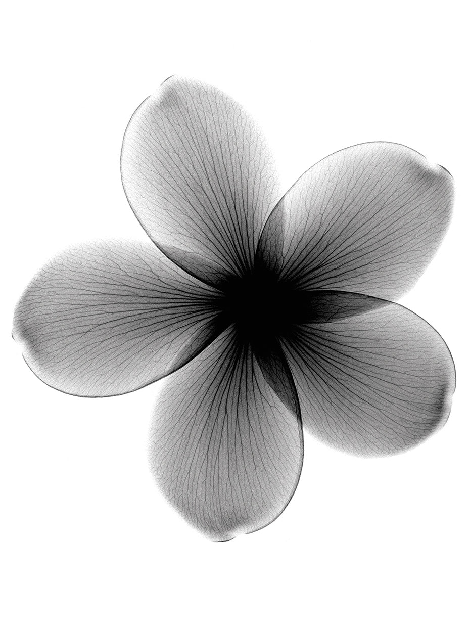 Plumeria X-Ray