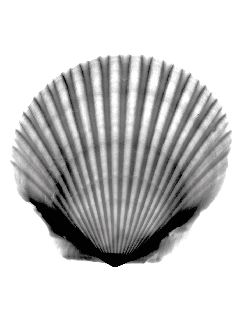 Scallop #3 X-Ray