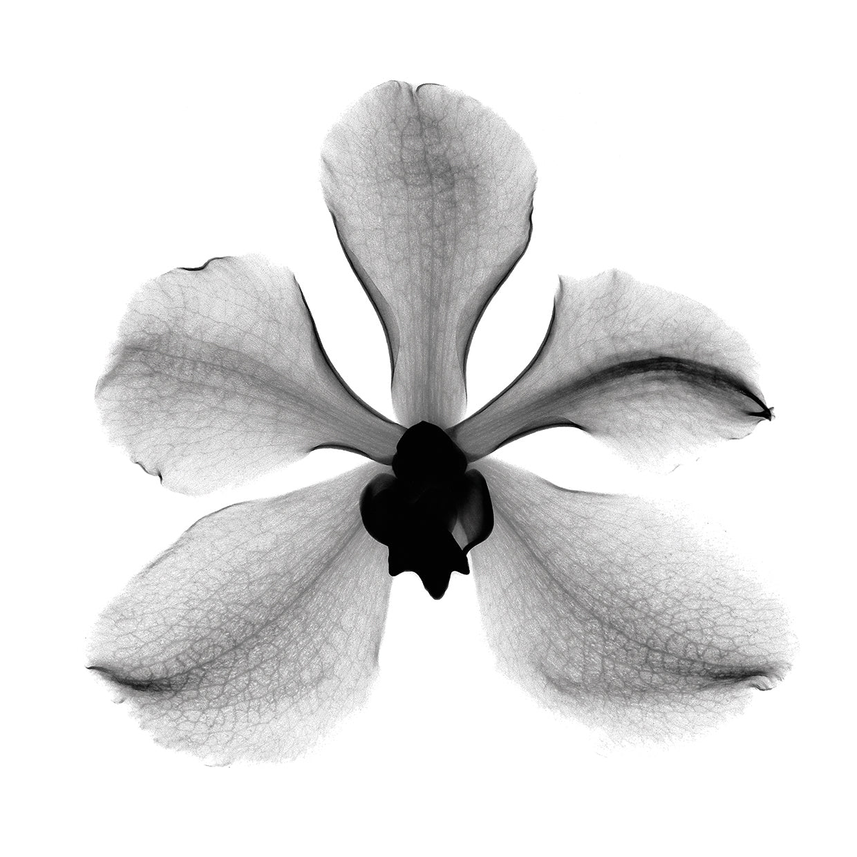 Orchid #3 X-Ray