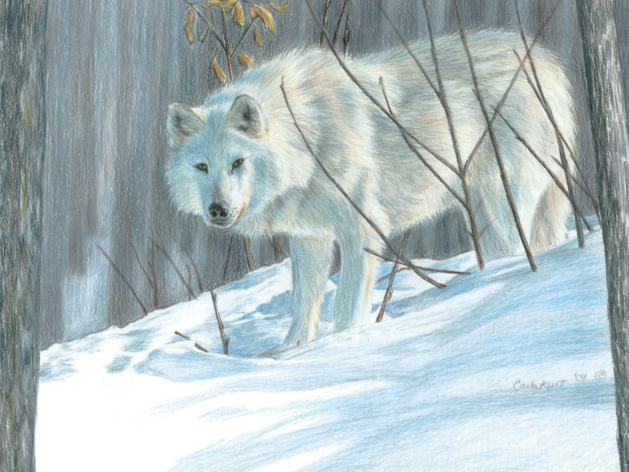 Winter Wolf