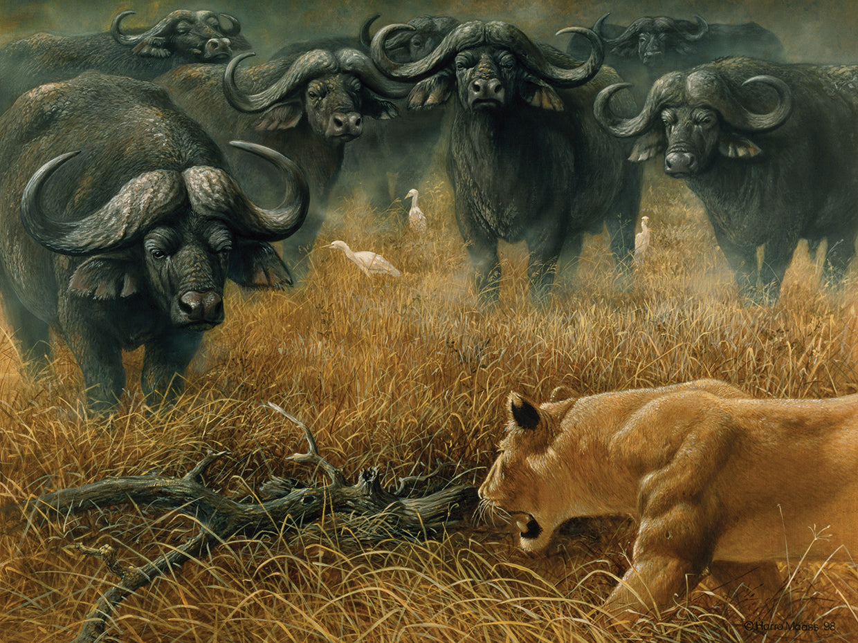 Lioness And Cape Buffalos