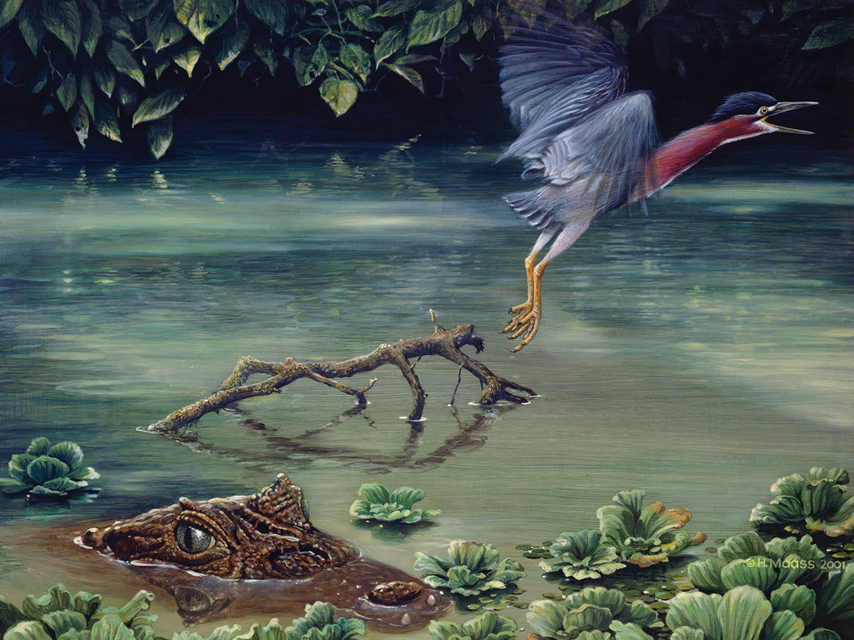 Caiman And Green-Backed Heron