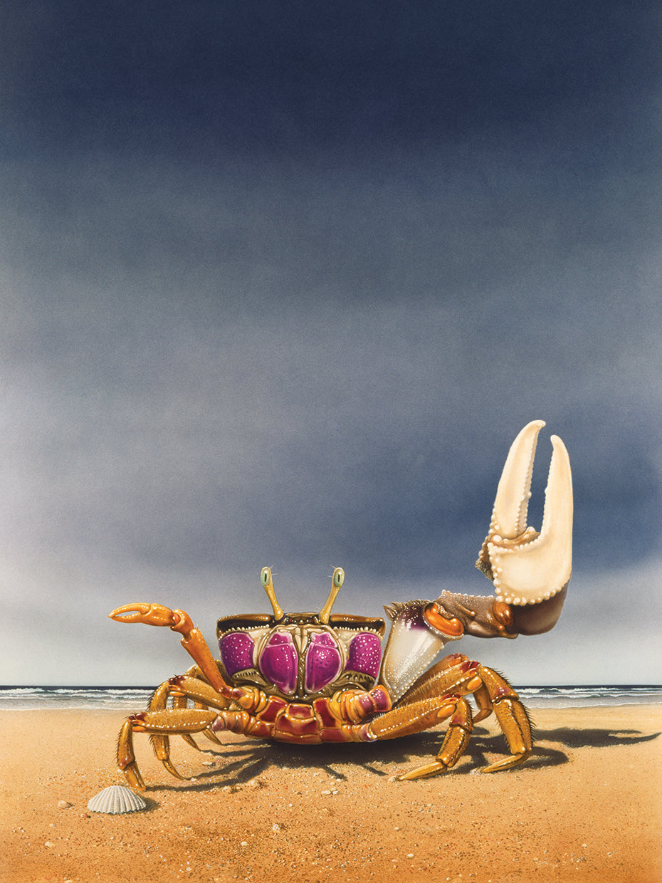 Fiddler Crab