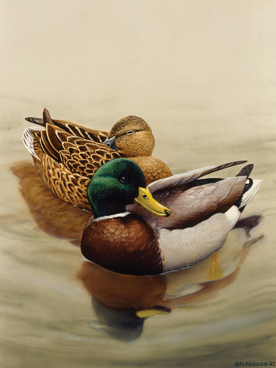 Mallard
