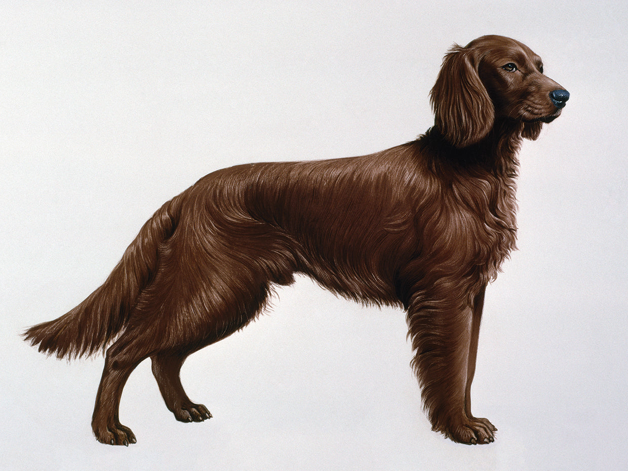 Irish Setters