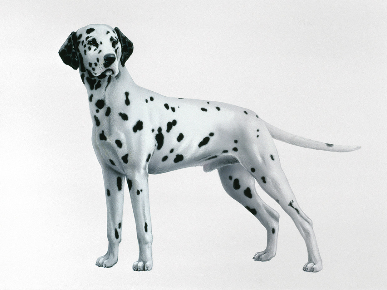 Dalmatian
