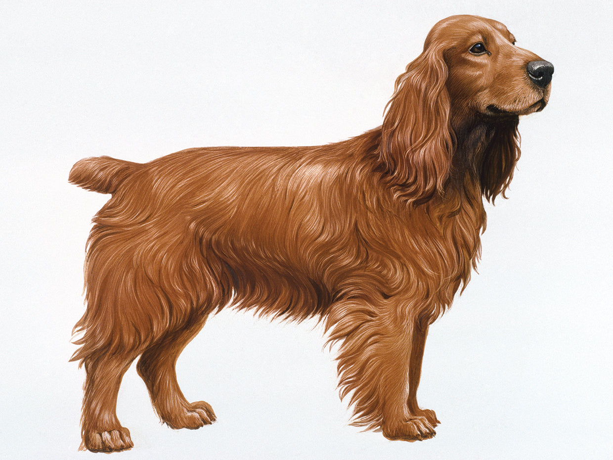 Cocker Spaniel