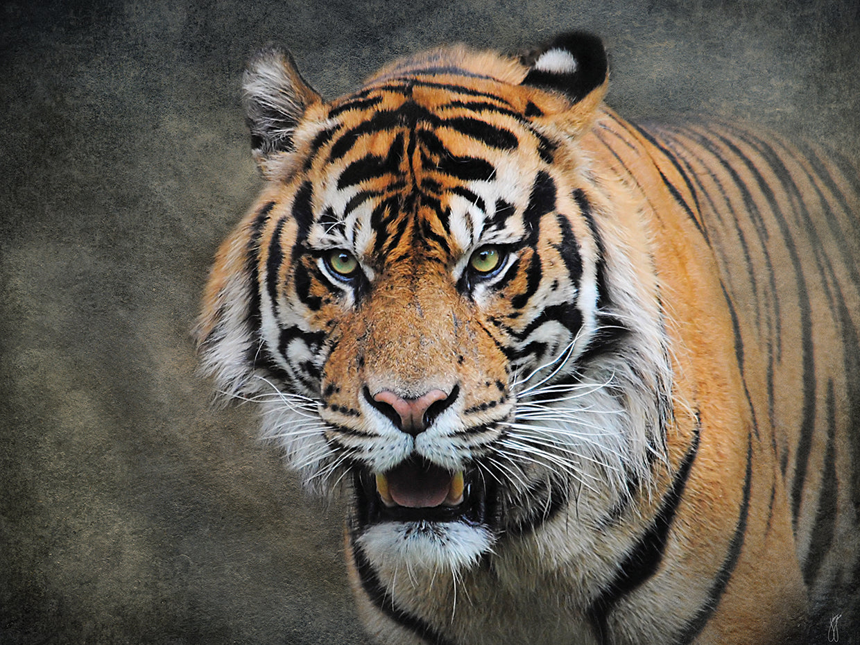 Bengal Tiger