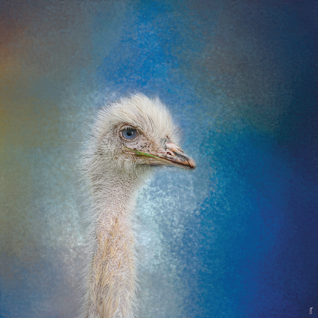 Blue Eyed Beauty Ostrich