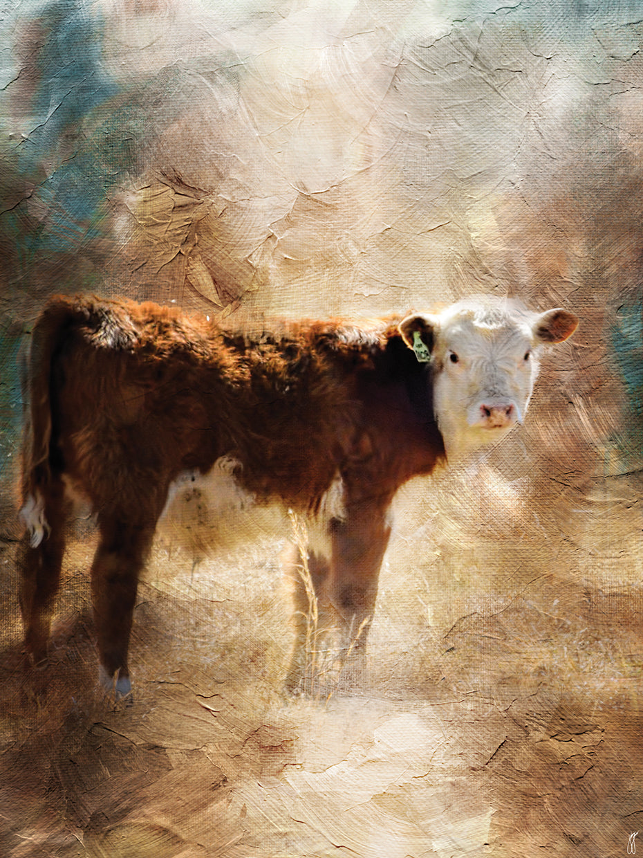 Calf In The Sunday Sun