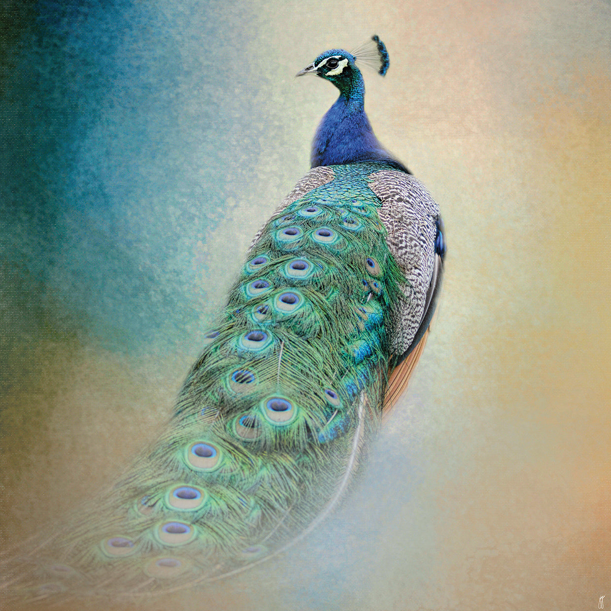 Peacock 4