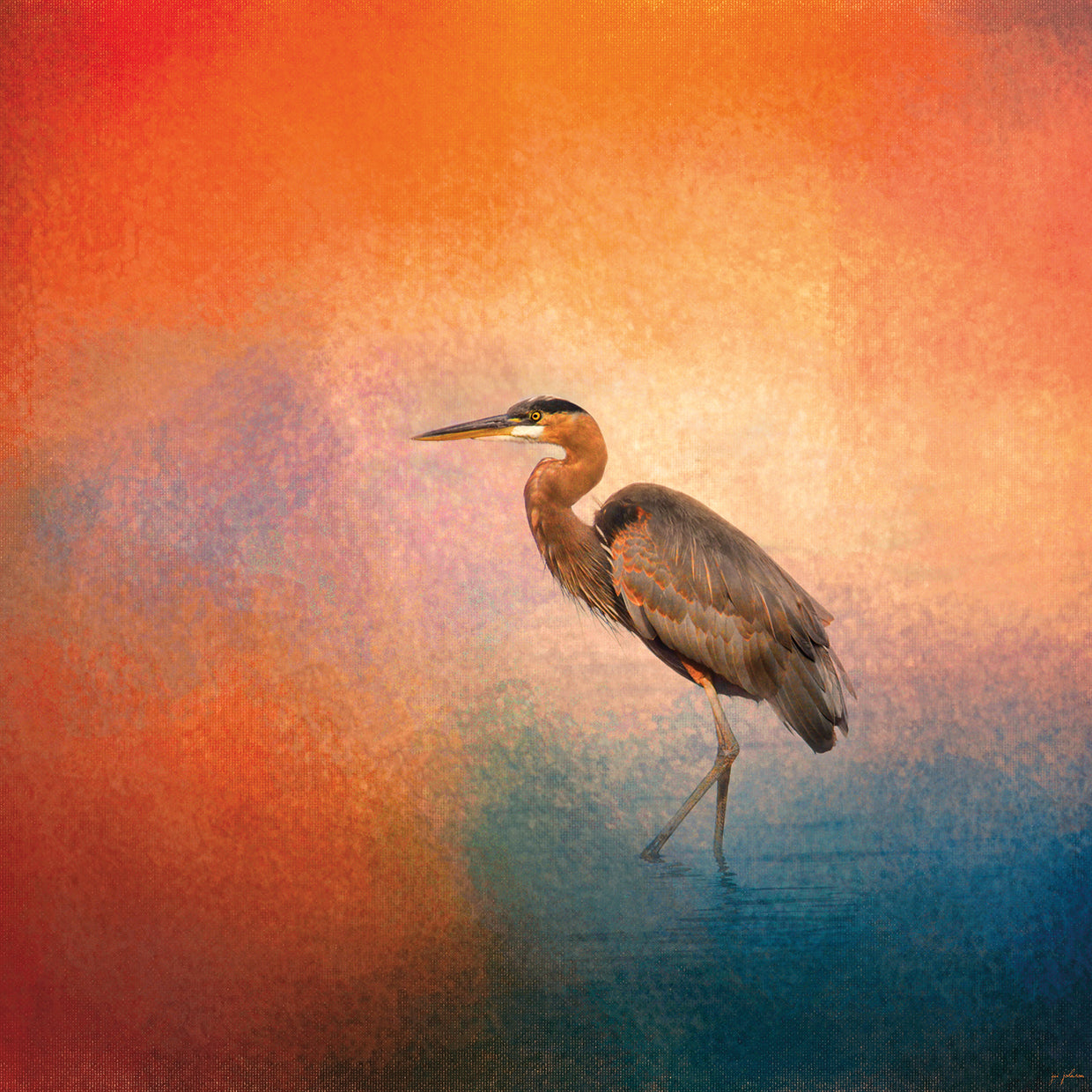 Sunset Heron