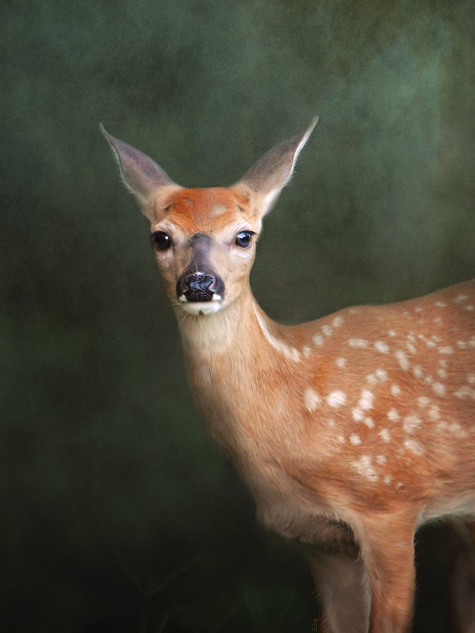 White Tailed Fawn Portrait