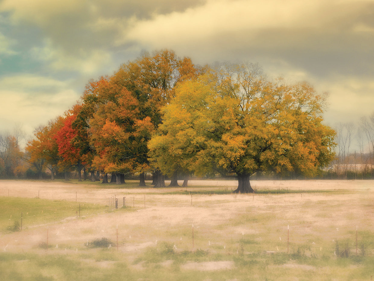 Foggy Autumn Morning
