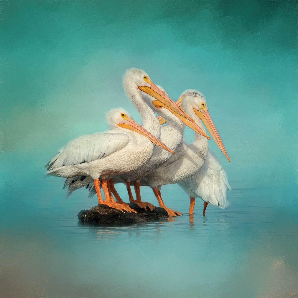 We Are Family White Pelicans