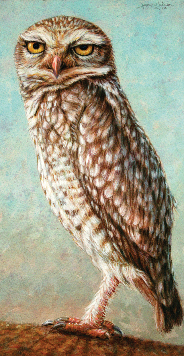 Burrowing Owl