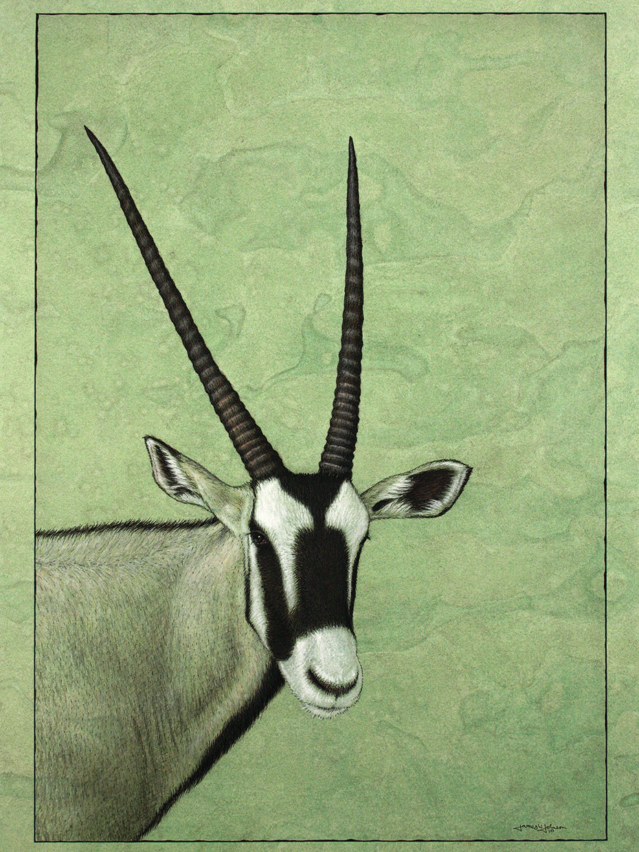 Gemsbok