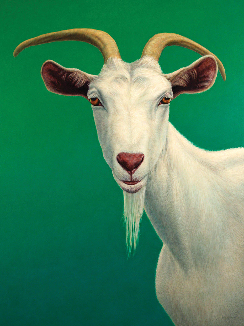 Portrait of A Goat