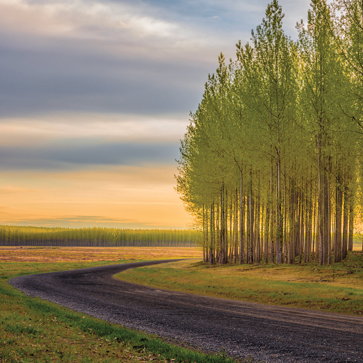 A Forest And A Road Square