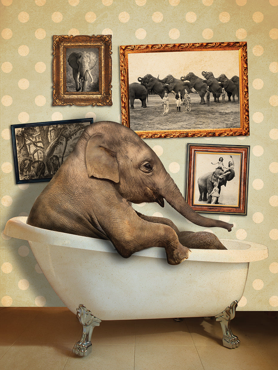 Elephant In Tub