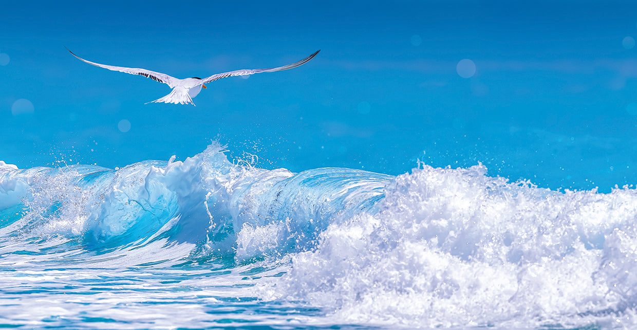 Gull In The Waves