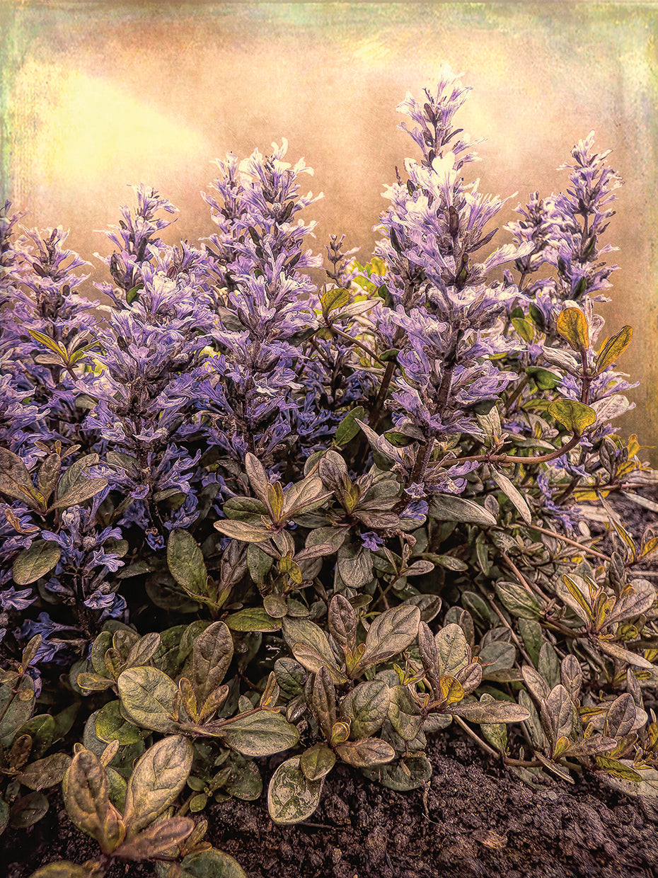 Bugleweed Chocolate Chip