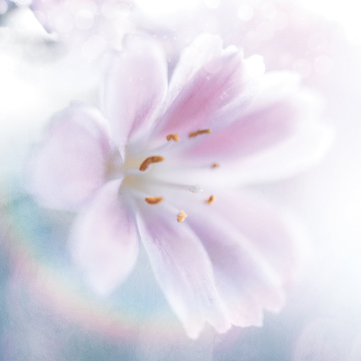 Mystical Gypsy Flower 02