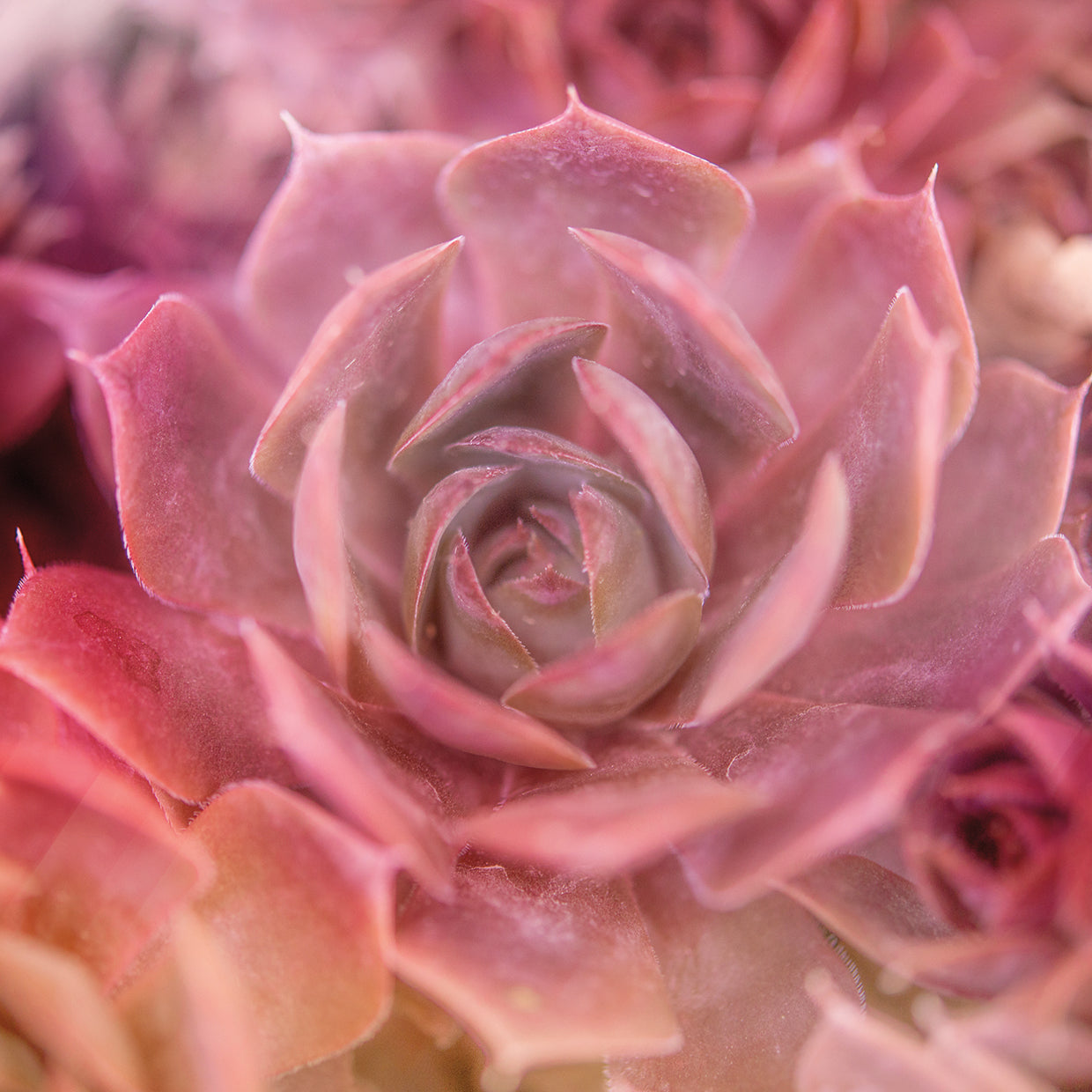 Succulents 04