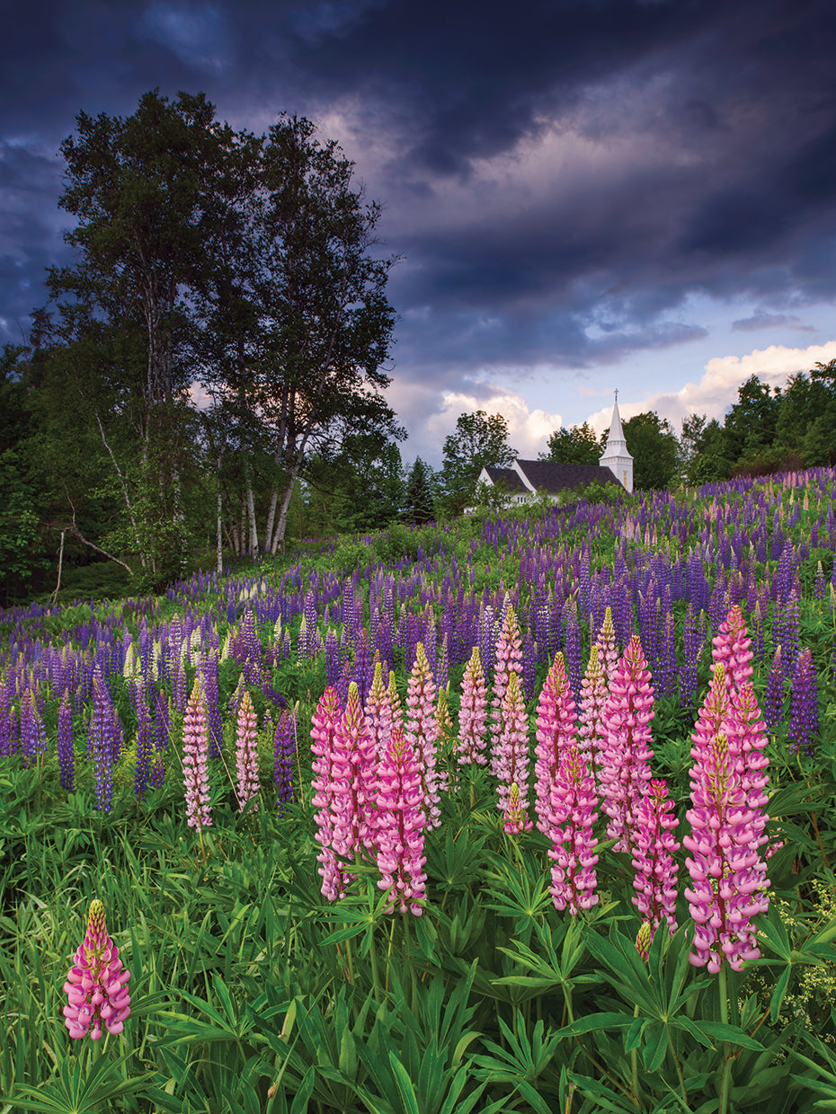 Lupins en el arte de la lona de la colina