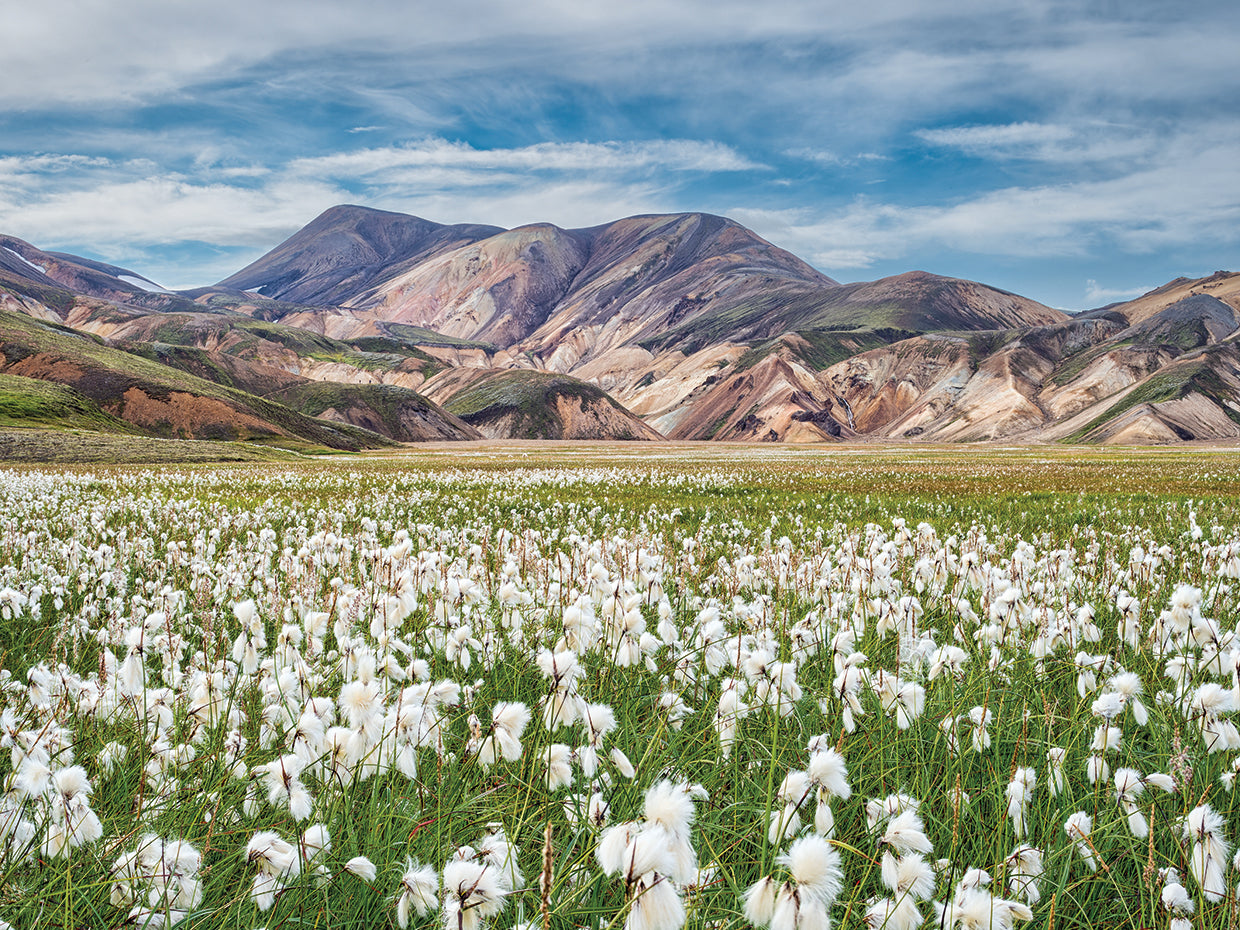 Cotton Grass