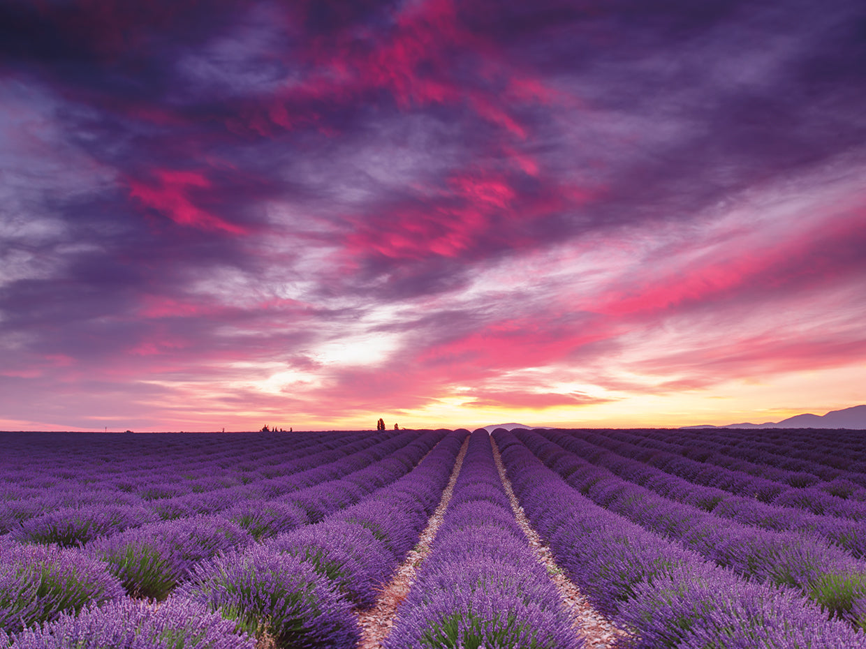 Lienzo rosa y morado.