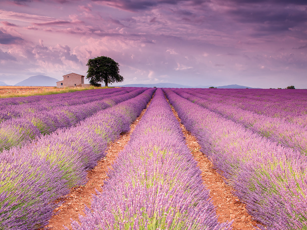 Stone House in Lavender Field