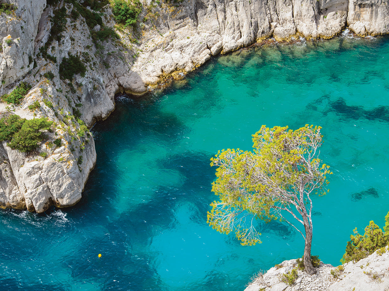 Tree on Turquoise Waters