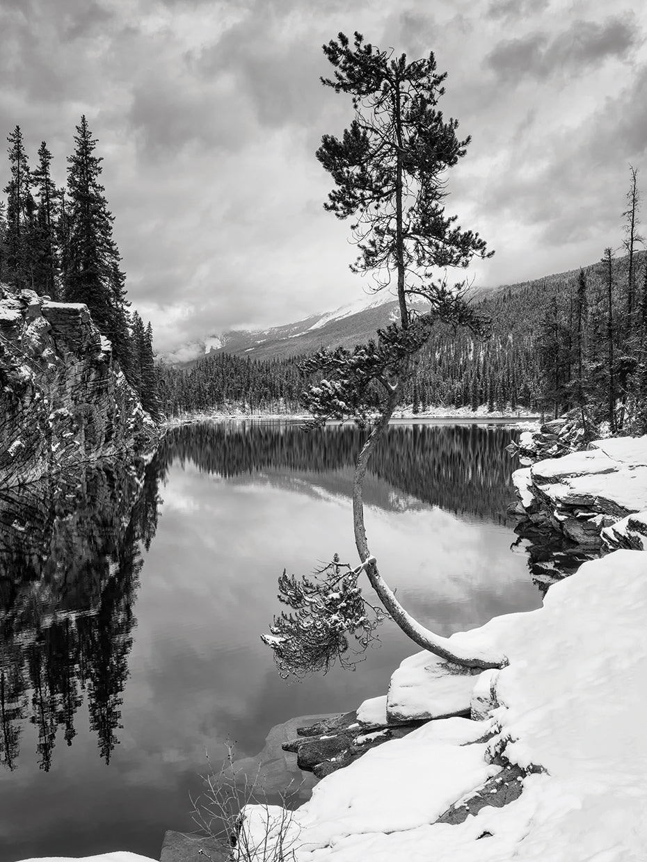 Curve in the Tree B&W